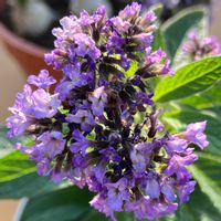 ヘリオトロープ,ヘリオトロープ,道の駅,園芸コーナー,農産物直売所の画像