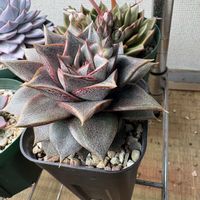 大和錦,多肉植物,エケベリア属,多肉のある暮らし,観察記録の画像