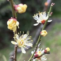 オウバイ,オウバイ,黄梅,ウンナンオウバイ,黄金梅の画像