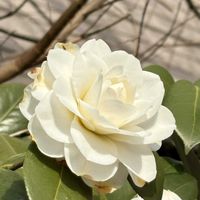 ウメ,ツバキ,ボケ,公園,通勤路の画像