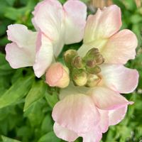 癒し,#ガーデニング,ピンクワールドへ ようこそ,エクステリアの画像