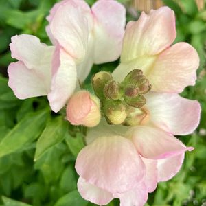 癒し,#ガーデニング,ピンクワールドへ ようこそ,エクステリアの画像