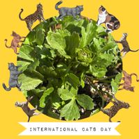 チューリップ,チューリップ,こぼれ種ビオラ,ラナンキュラスグリーン,ラナンキュラスグリーンの画像