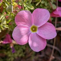 オキザリスの画像