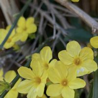 オウバイ,黄梅,雲南黄梅,ウンナンオウバイ,スマホ撮影の画像