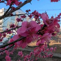 ウメ,紅千鳥,梅(うめ),畑の画像