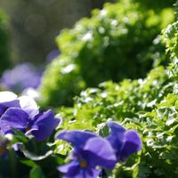 ウメ,菜の花,パンジー,ビオラ,タンポポの画像