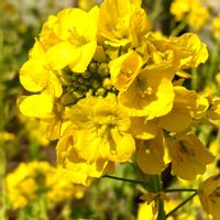 菜の花,菜の花,お散歩,花散歩,黄色の花の画像