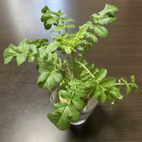 ダイコン,大根の水耕栽培,出窓,水耕栽培,スマホ撮影の画像