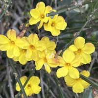 オウバイ,オウバイ,オウバイ,ツワブキ,ツワブキの画像