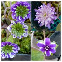 雪割草,雪割草,雪割草,雪割草の画像