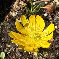 アジサイ,サザンカ,ボタン,福寿草の画像