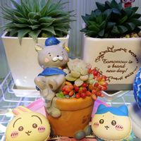 セダム,エケベリア,多肉植物,寄植え,ニャンニャン祭りの画像