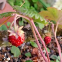 イオノプシジウム,ローズマリー,ワイルドストロベリー,花のある暮らし,冬の庭の画像