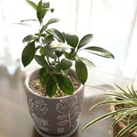 ガジュマルの画像