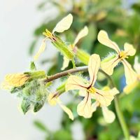 ルッコラ,花のある暮らし,緑のある暮らし,リビング・ダイニングの画像