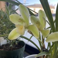 胡蝶蘭,花のある暮らし,和蘭,繻子蘭,春が待ち遠しいの画像