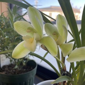 胡蝶蘭,花のある暮らし,和蘭,繻子蘭,春が待ち遠しいの画像