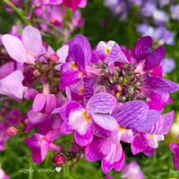 リナリア,花のある暮らし,お散歩写真,お花が好き♡,綺麗なお花の画像