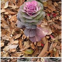 ハボタン,散歩道で,水鏡,シロサギ,ハボタン 恋姿の画像