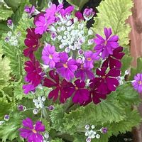 プリムラ マラコイデス,オトメザクラ,バルコニー,サクラソウ科サクラソウ属の画像