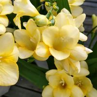 フリージアの画像