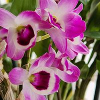 デンドロビウム,出窓の画像