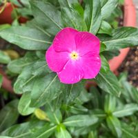 ニチニチソウの画像