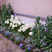 開花,種まき中毒,GS映え,種まき大好き,おうち園芸の画像