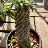 ソテツキリン,パイナップルコーンの画像