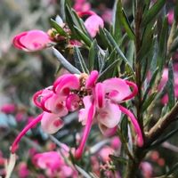 グレビレア,ネイティブ プランツ,オザキフラワーパーク,オーストラリア,ネイティブフラワーの画像