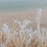 芝生,山野草,那須塩原の画像