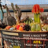 多肉植物,多肉寄せ植え,多肉男子,屋上ガーデニングの画像