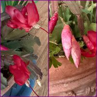 シャコバサボテン,鉢植え,つぼみ,花のある暮らし,綺麗の画像