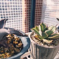 多肉植物,多肉男子,屋上ガーデニング,階段/廊下の画像