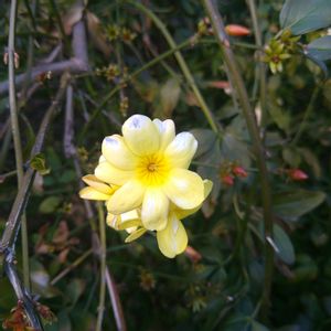 オウバイ,コウバイ（紅梅）,ハクバイ(白梅),たぶん…オウバイ…,梅園への架け橋の画像