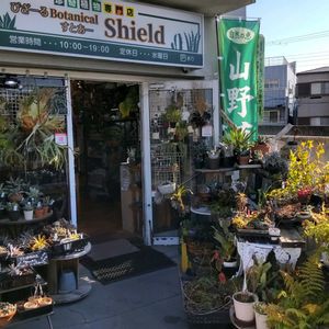 多肉植物,ウラボシ科,ビカクシダ属,食中植物,塊根の画像