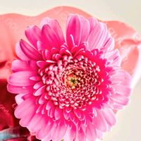 ガーベラ,切り花,スマホ撮影の画像