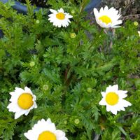 ノースポールの画像