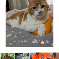 クンシラン,クンシラン,冬桜,冬桜,紅花トキワマンサクの画像