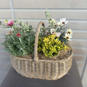 ローダンセマム,パンジー,ビオラ,寄せ植え,自己流ガーデニングの画像