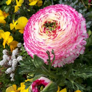 ラナンキュラス,花言葉,しあわせ運べるように,日曜ビタミンカラー♪,いつも心に太陽をの画像