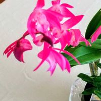 デンドロビウム,リビング,ニャンニャン祭り,人との繋がりに感謝✨,今日も元気に頑張ろう‼️の画像