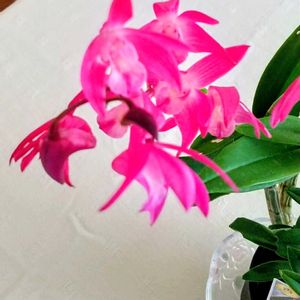 デンドロビウム,リビング,ニャンニャン祭り,人との繋がりに感謝✨,今日も元気に頑張ろう‼️の画像