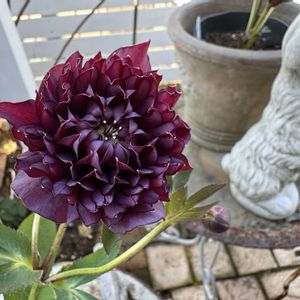 クリスマスローズ,咲いた！,マイガーデン,手作りの庭,花のある暮らしの画像