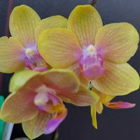 胡蝶蘭,Phalaenopsis Little Monkey,水栽培,リビング・ダイニングの画像