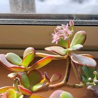 金のなる木,多肉達,金のなる木の花,鉢植え,多肉の花の画像