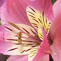 アルストロメリア,iphone11の画像