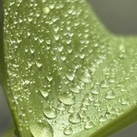 モンステラ,モンステラ　バールマルクスフレーム,植中毒,植物好きと繋がりたいの画像