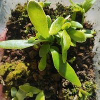 アンスリウム,植中毒, ビカクシダ,GSに感謝。,植物大好きの画像